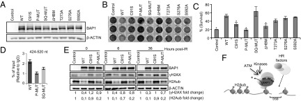 An external file that holds a picture, illustration, etc.
Object name is pnas.1309085110fig05.jpg