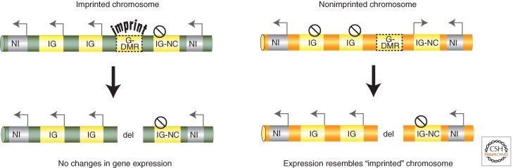 An external file that holds a picture, illustration, etc.
Object name is cshperspect-EPI-018382_F6.jpg