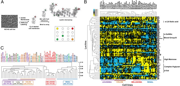 An external file that holds a picture, illustration, etc.
Object name is pnas.1321524111fig01.jpg