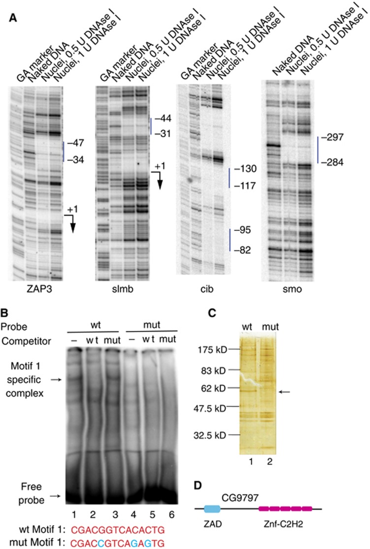 An external file that holds a picture, illustration, etc.
Object name is emboj2013111f2.jpg