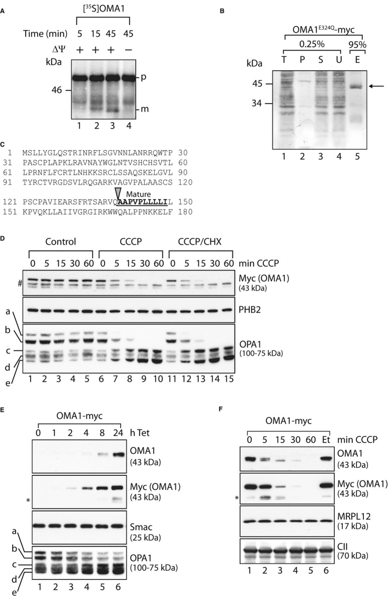 An external file that holds a picture, illustration, etc.
Object name is embj0033-0578-f3.jpg