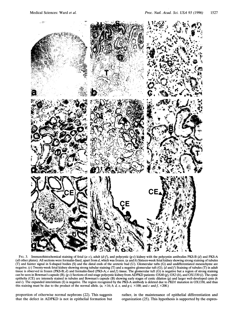 icon of scanned page 1527