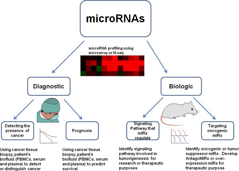 An external file that holds a picture, illustration, etc.
Object name is nihms-602186-f0001.jpg