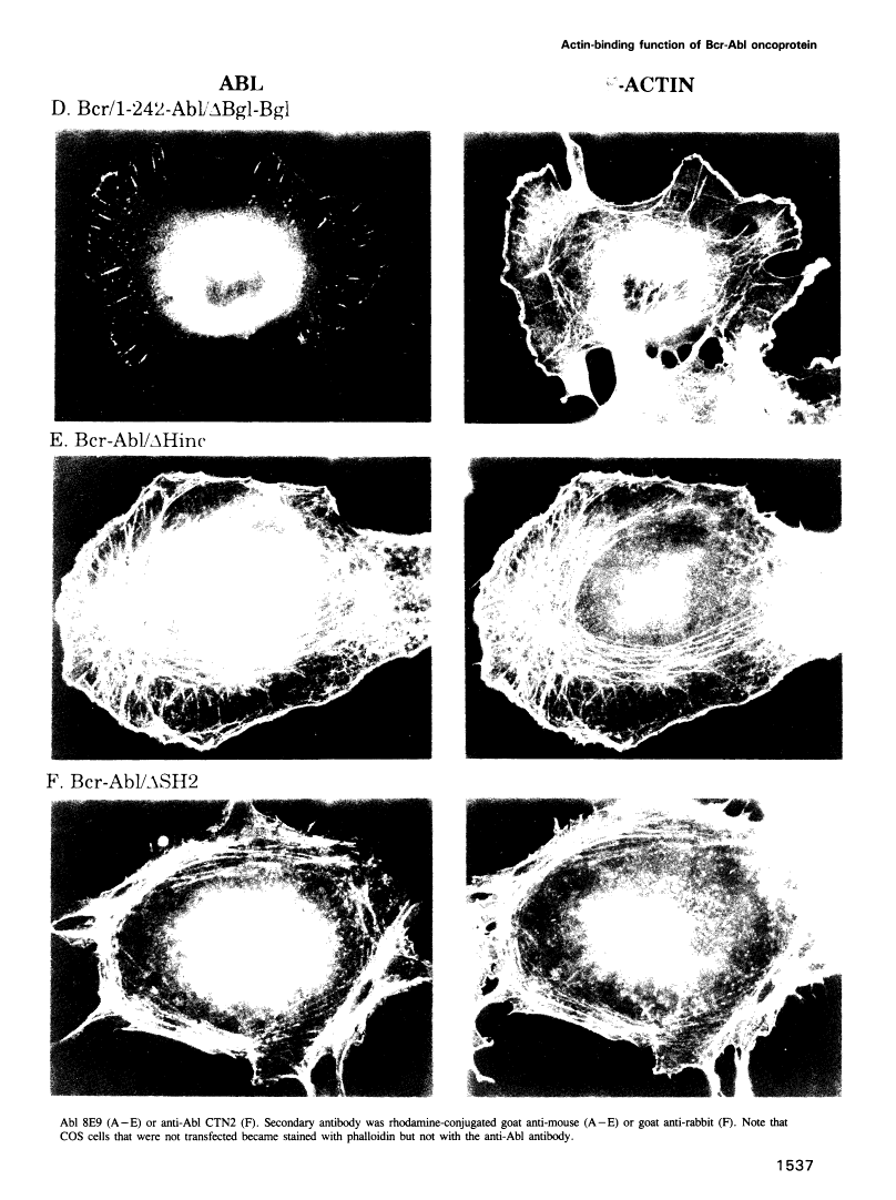 icon of scanned page 1537