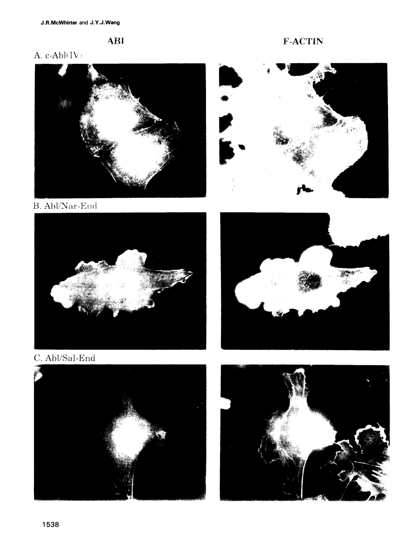 icon of scanned page 1538