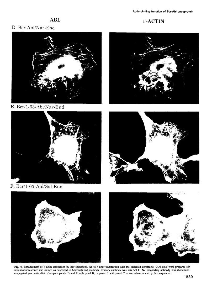 icon of scanned page 1539