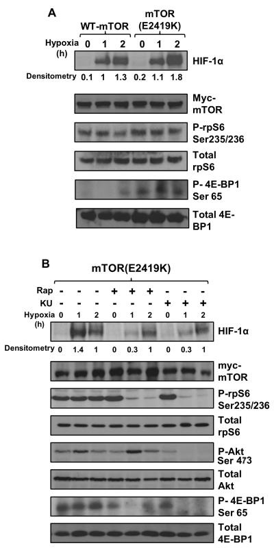 An external file that holds a picture, illustration, etc.
Object name is emss-58338-f0004.jpg