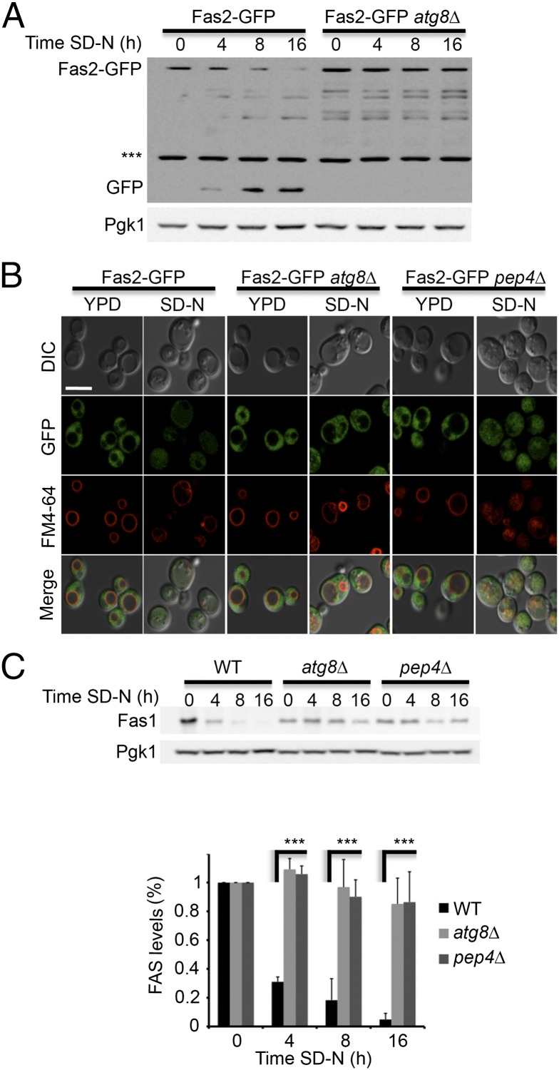 An external file that holds a picture, illustration, etc.
Object name is pnas.1409476112fig02.jpg