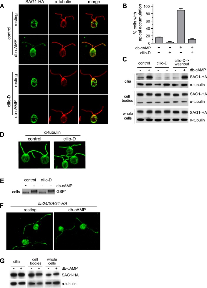 An external file that holds a picture, illustration, etc.
Object name is elife05242f001.jpg