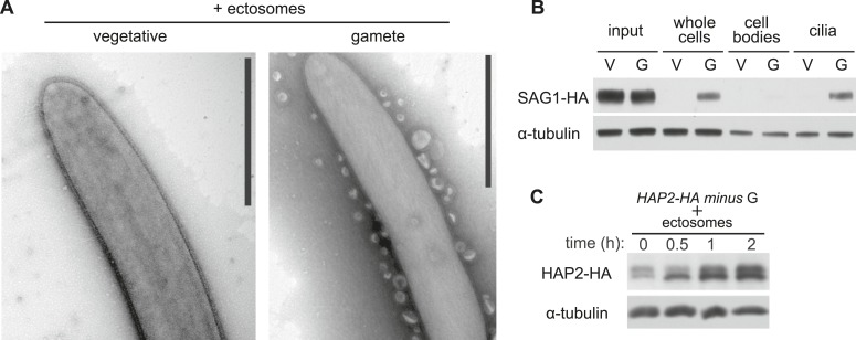 An external file that holds a picture, illustration, etc.
Object name is elife05242f005.jpg