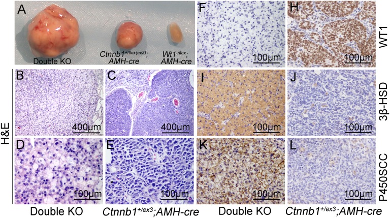 An external file that holds a picture, illustration, etc.
Object name is pnas.1422371112fig01.jpg