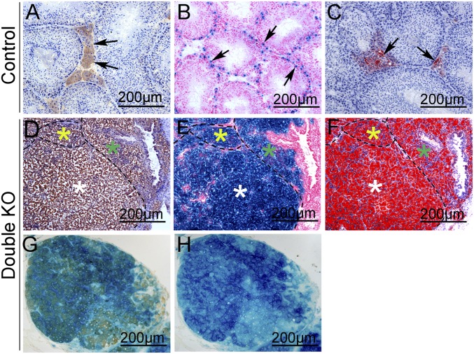 An external file that holds a picture, illustration, etc.
Object name is pnas.1422371112fig02.jpg