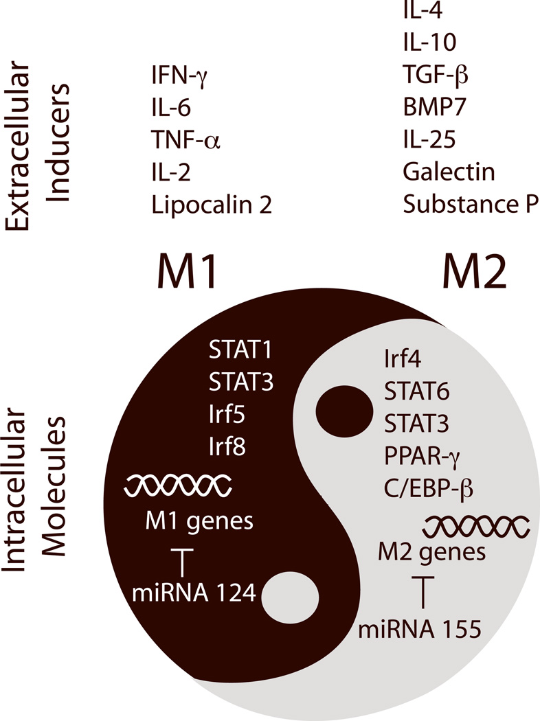 An external file that holds a picture, illustration, etc.
Object name is nihms676348f2.jpg