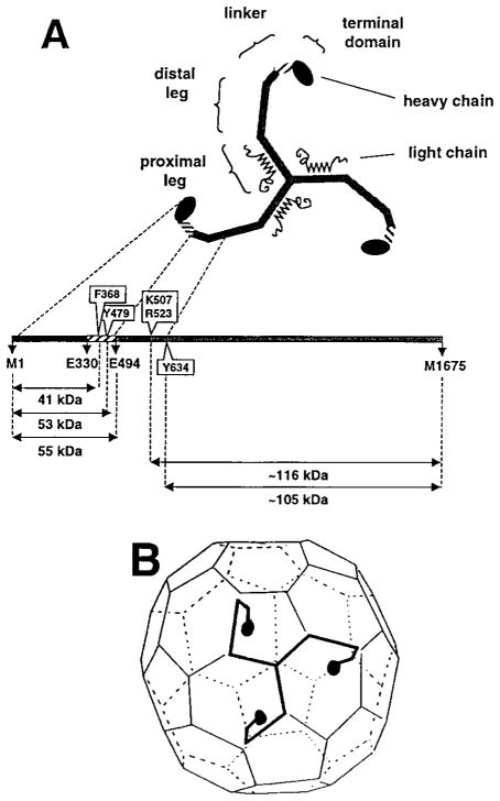 An external file that holds a picture, illustration, etc.
Object name is nihms672417f1.jpg