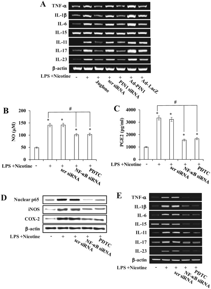 An external file that holds a picture, illustration, etc.
Object name is 10.1177_0022034514563335-fig5.jpg