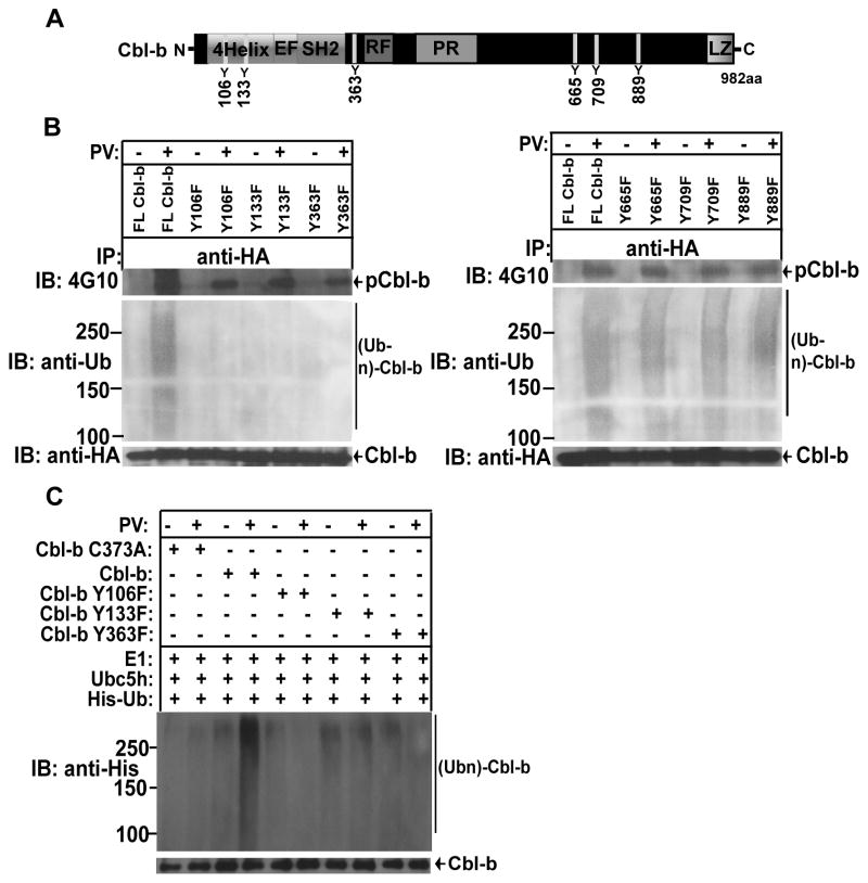 An external file that holds a picture, illustration, etc.
Object name is nihms721353f5.jpg