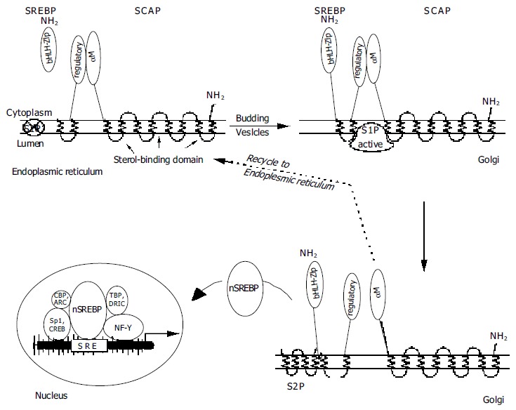 An external file that holds a picture, illustration, etc.
Object name is WJG-10-3081-g002.jpg