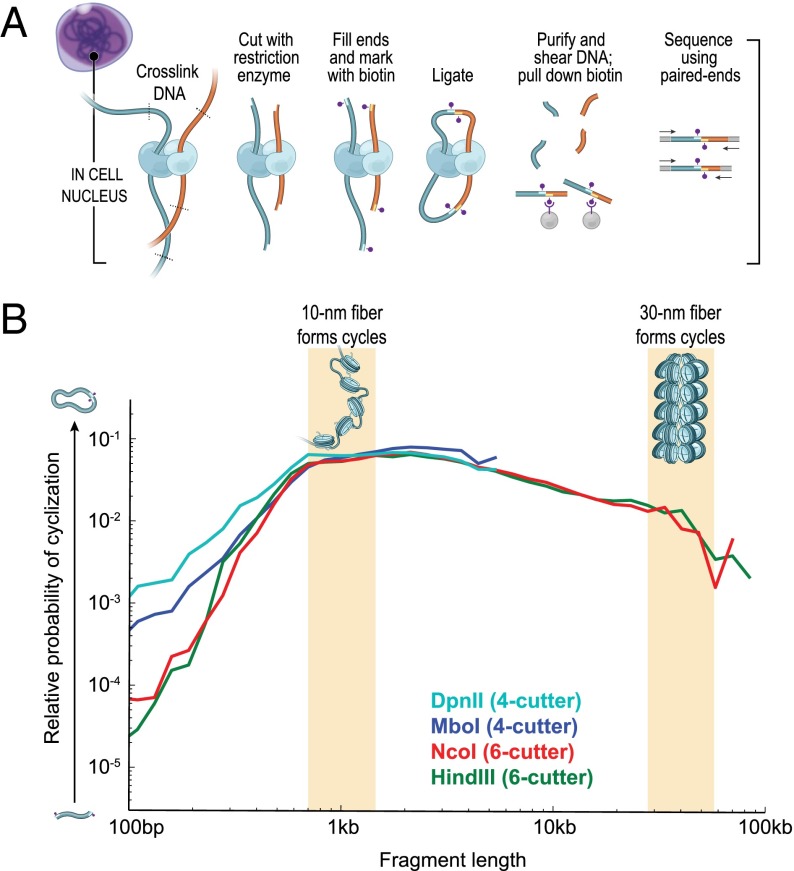 An external file that holds a picture, illustration, etc.
Object name is pnas.1518552112fig01.jpg