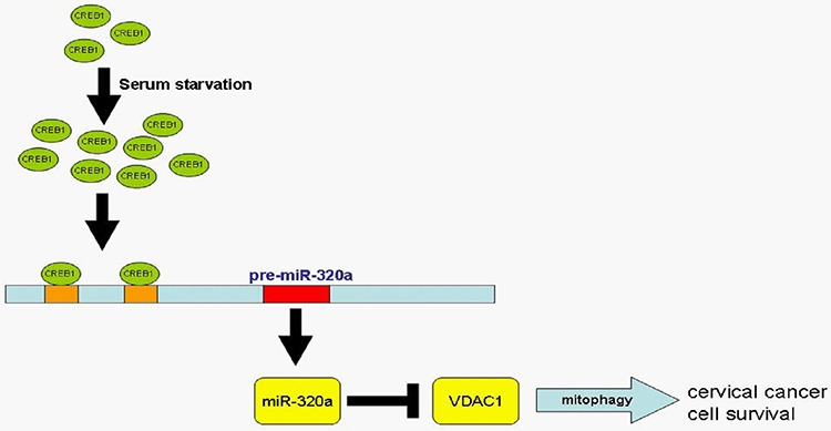 An external file that holds a picture, illustration, etc.
Object name is oncotarget-06-34924-g007.jpg