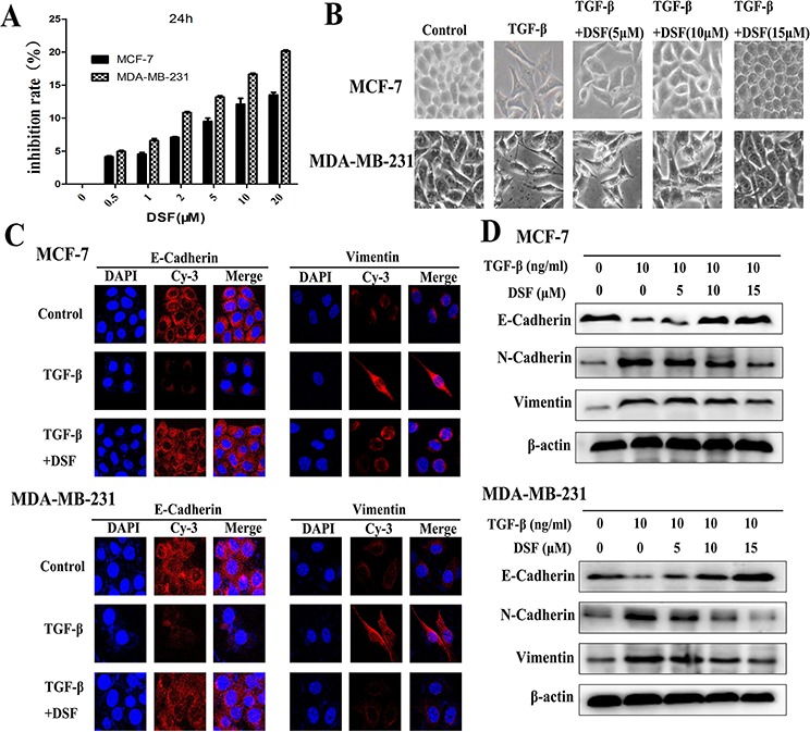 An external file that holds a picture, illustration, etc.
Object name is oncotarget-06-40907-g001.jpg