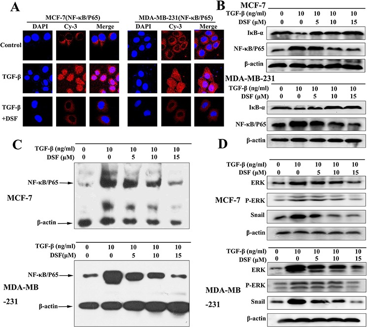 An external file that holds a picture, illustration, etc.
Object name is oncotarget-06-40907-g004.jpg