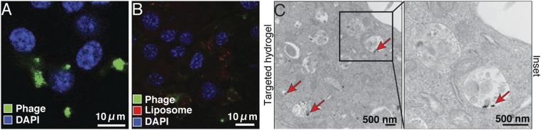 An external file that holds a picture, illustration, etc.
Object name is pnas.1525796113fig04.jpg