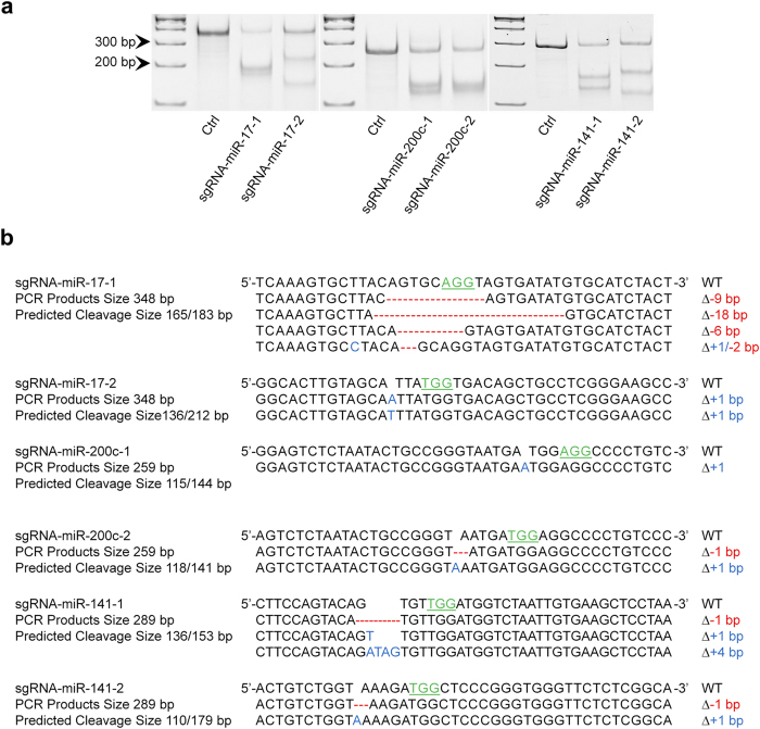 An external file that holds a picture, illustration, etc.
Object name is srep22312-f2.jpg