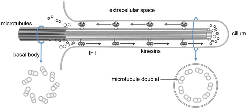 An external file that holds a picture, illustration, etc.
Object name is nihms782575f2.jpg