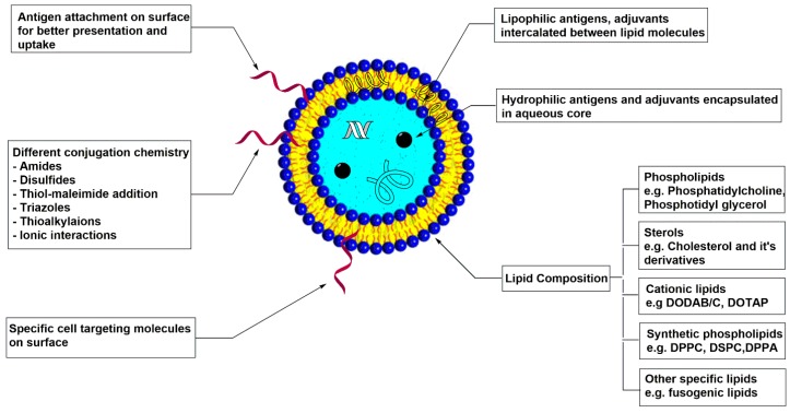 An external file that holds a picture, illustration, etc.
Object name is vaccines-04-00012-g001.jpg