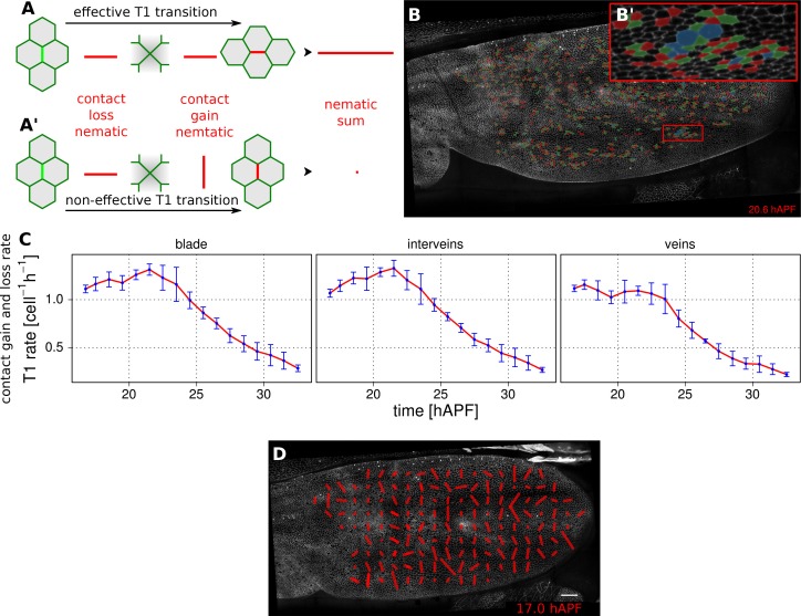 An external file that holds a picture, illustration, etc.
Object name is elife-14334-fig4.jpg