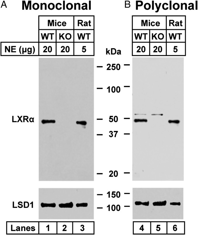 An external file that holds a picture, illustration, etc.
Object name is pnas.1608987113fig01.jpg