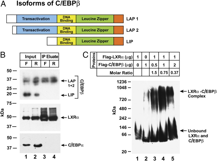 An external file that holds a picture, illustration, etc.
Object name is pnas.1608987113fig02.jpg