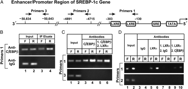 An external file that holds a picture, illustration, etc.
Object name is pnas.1608987113fig06.jpg