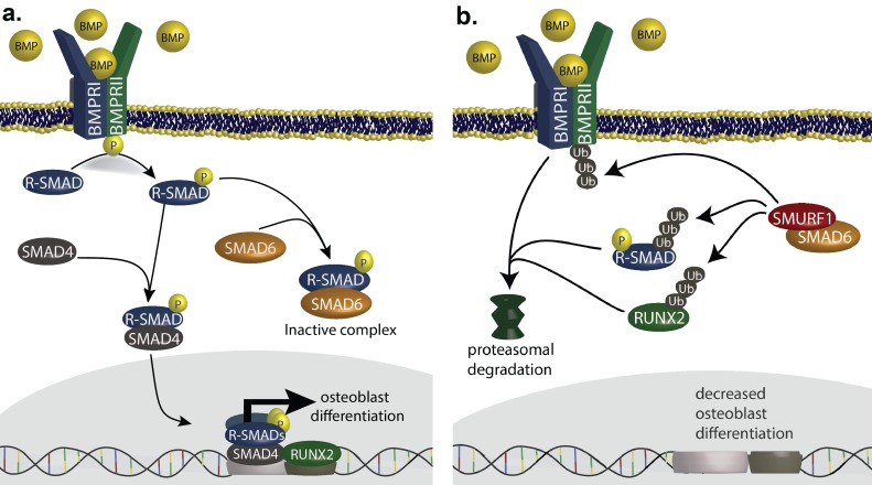 An external file that holds a picture, illustration, etc.
Object name is elife-20125-fig4.jpg