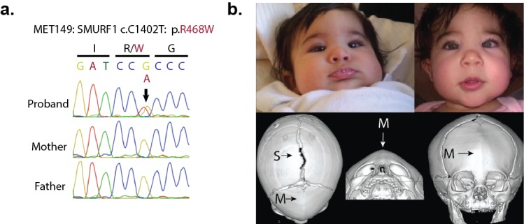 An external file that holds a picture, illustration, etc.
Object name is elife-20125-fig5.jpg