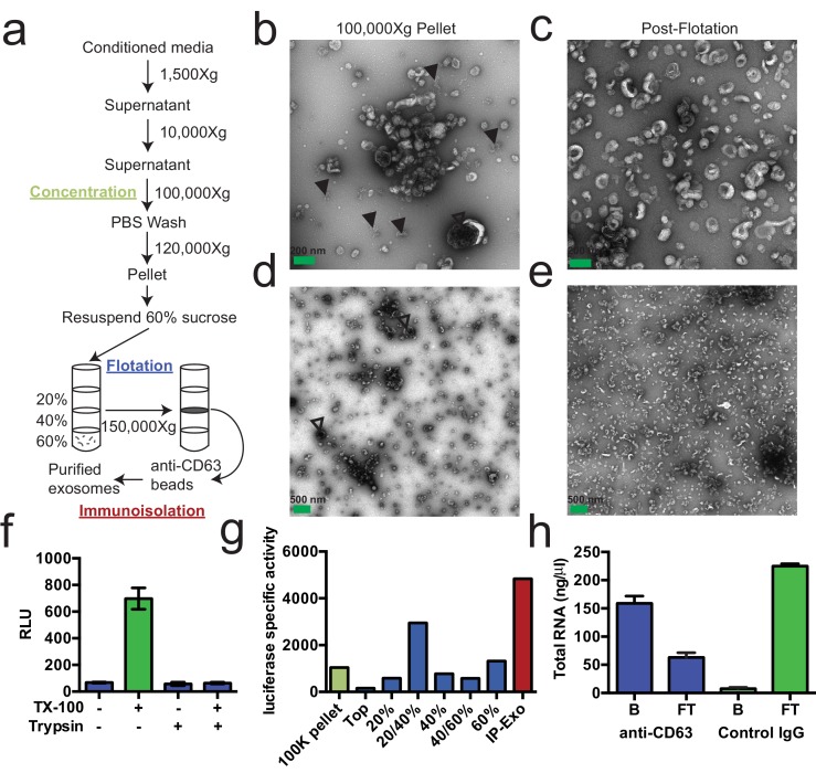 An external file that holds a picture, illustration, etc.
Object name is elife-19276-fig1.jpg