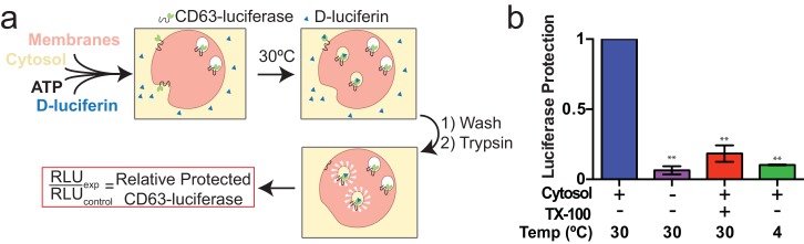 An external file that holds a picture, illustration, etc.
Object name is elife-19276-fig3.jpg