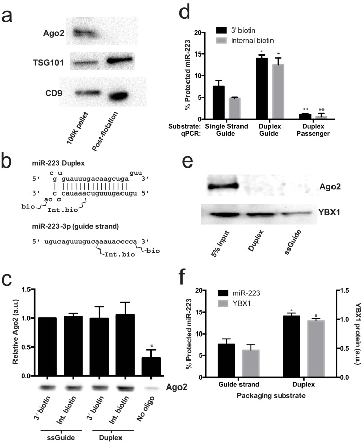 An external file that holds a picture, illustration, etc.
Object name is elife-19276-fig6.jpg