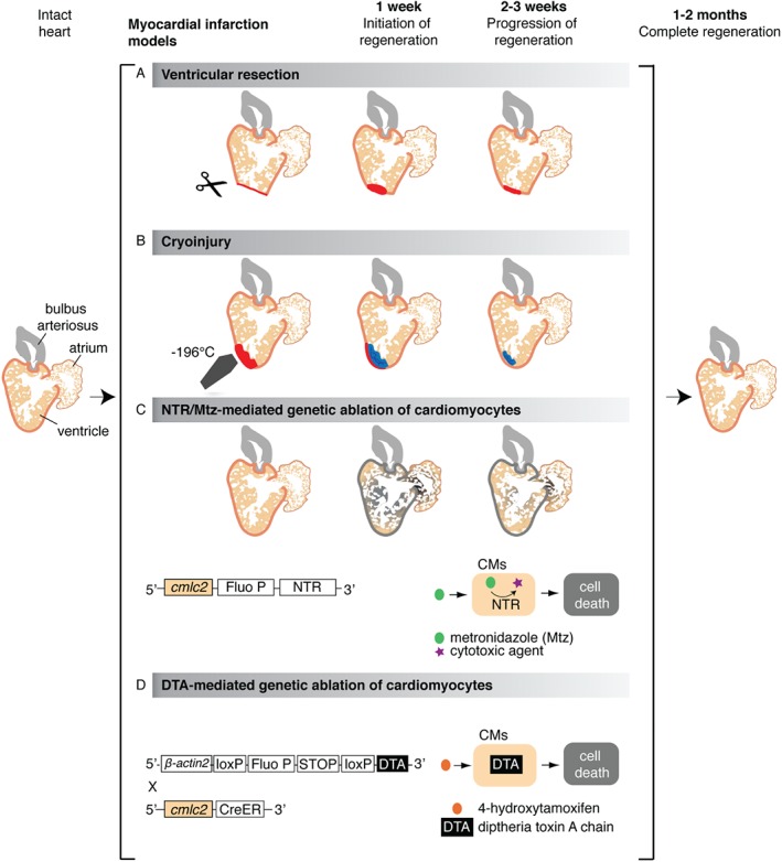 PATH-4644-FIG-0003-c