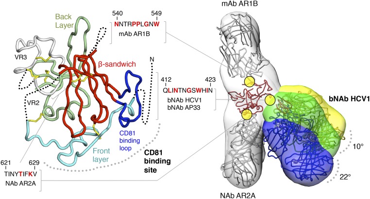 An external file that holds a picture, illustration, etc.
Object name is pnas.1609780113fig01.jpg