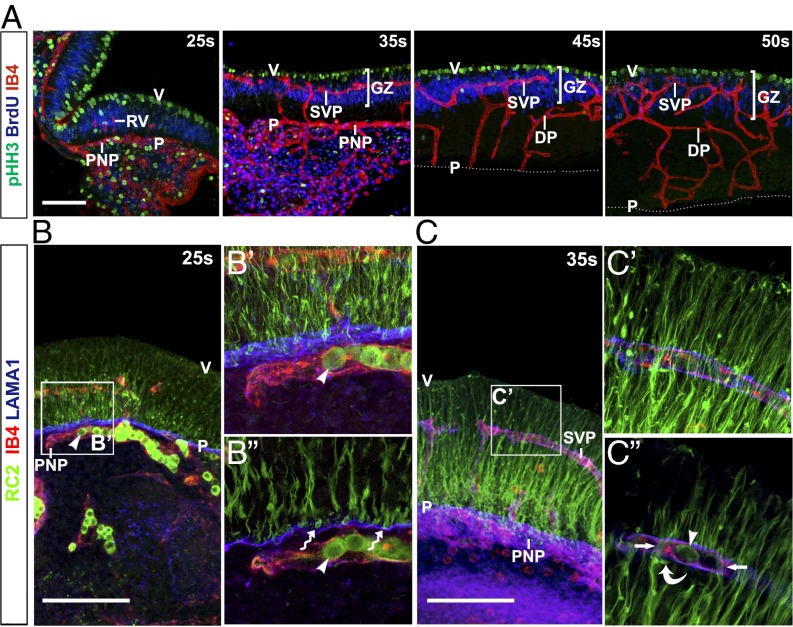 An external file that holds a picture, illustration, etc.
Object name is pnas.1613113113fig02.jpg