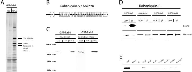 An external file that holds a picture, illustration, etc.
Object name is pbio.0020261.g001.jpg