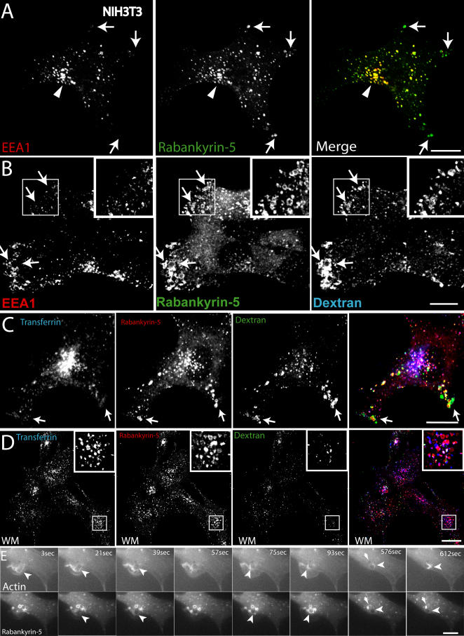 An external file that holds a picture, illustration, etc.
Object name is pbio.0020261.g004.jpg