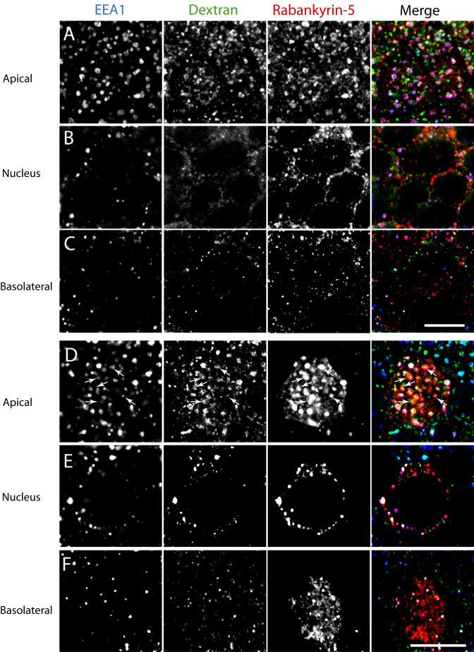 An external file that holds a picture, illustration, etc.
Object name is pbio.0020261.g010.jpg