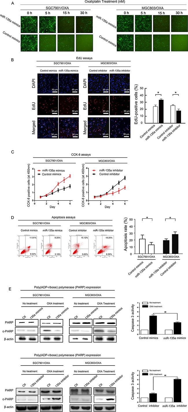 An external file that holds a picture, illustration, etc.
Object name is oncotarget-07-70699-g003.jpg