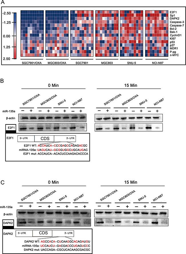 An external file that holds a picture, illustration, etc.
Object name is oncotarget-07-70699-g005.jpg