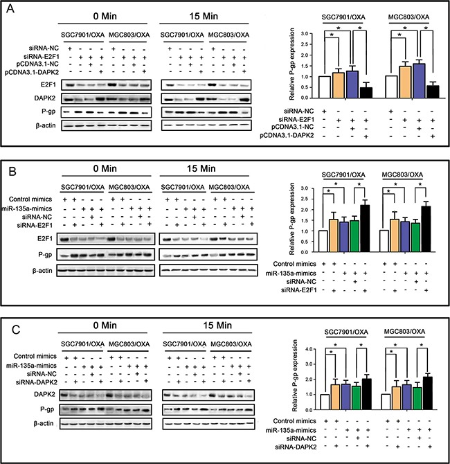 An external file that holds a picture, illustration, etc.
Object name is oncotarget-07-70699-g006.jpg