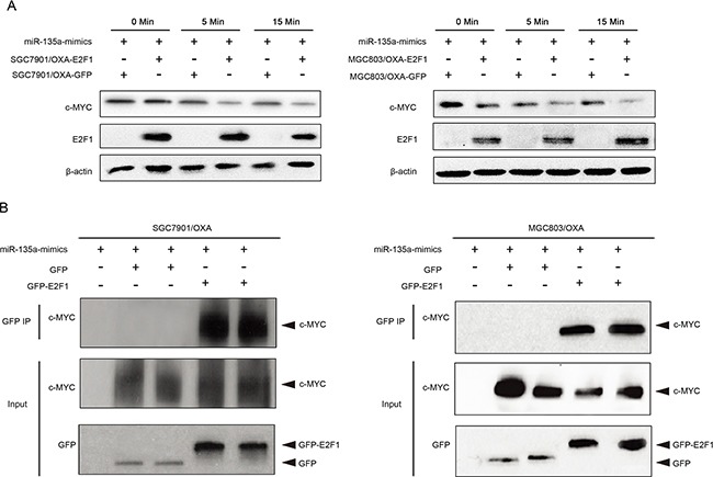 An external file that holds a picture, illustration, etc.
Object name is oncotarget-07-70699-g009.jpg