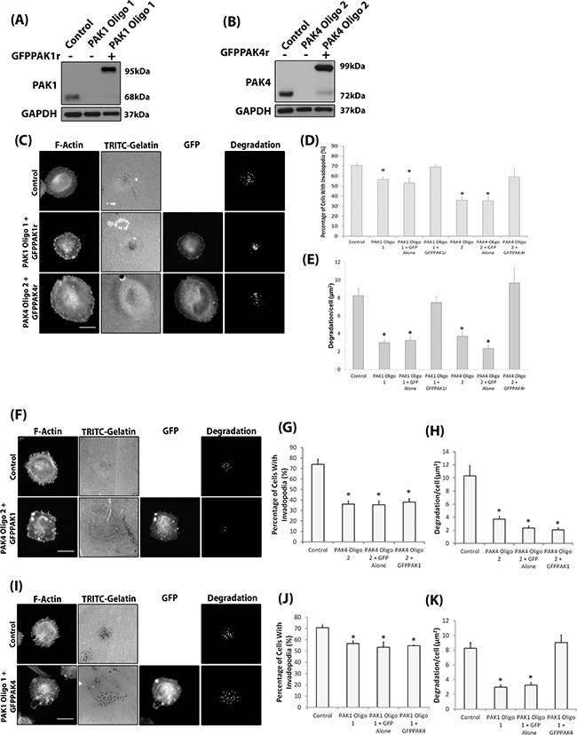 An external file that holds a picture, illustration, etc.
Object name is oncotarget-07-70881-g005.jpg