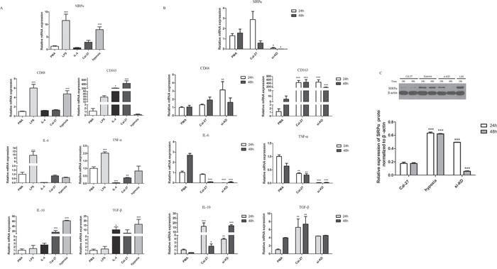 An external file that holds a picture, illustration, etc.
Object name is oncotarget-07-81305-g004.jpg